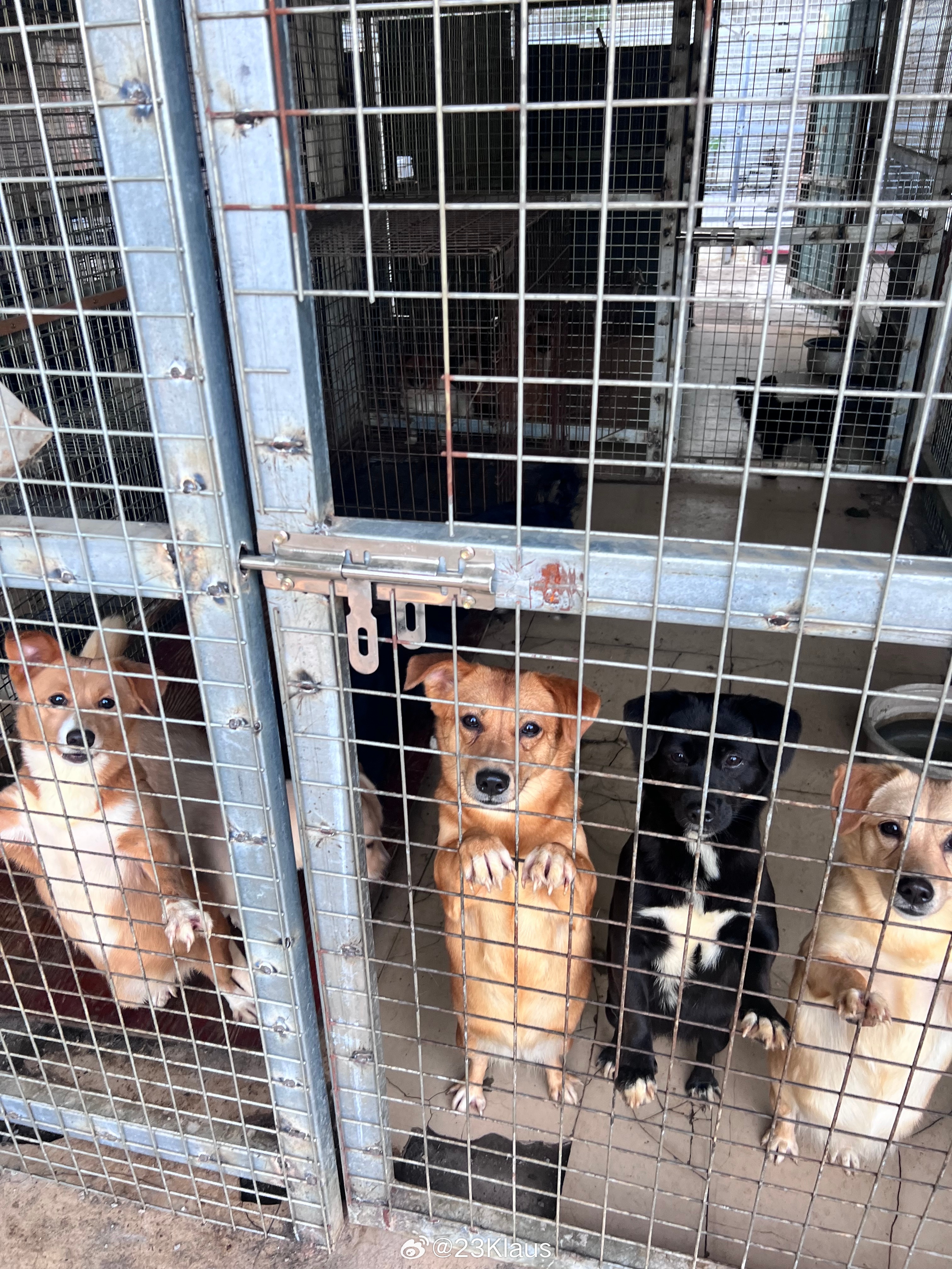 义乌流浪狗救助站，守护无依无靠的小生命之旅