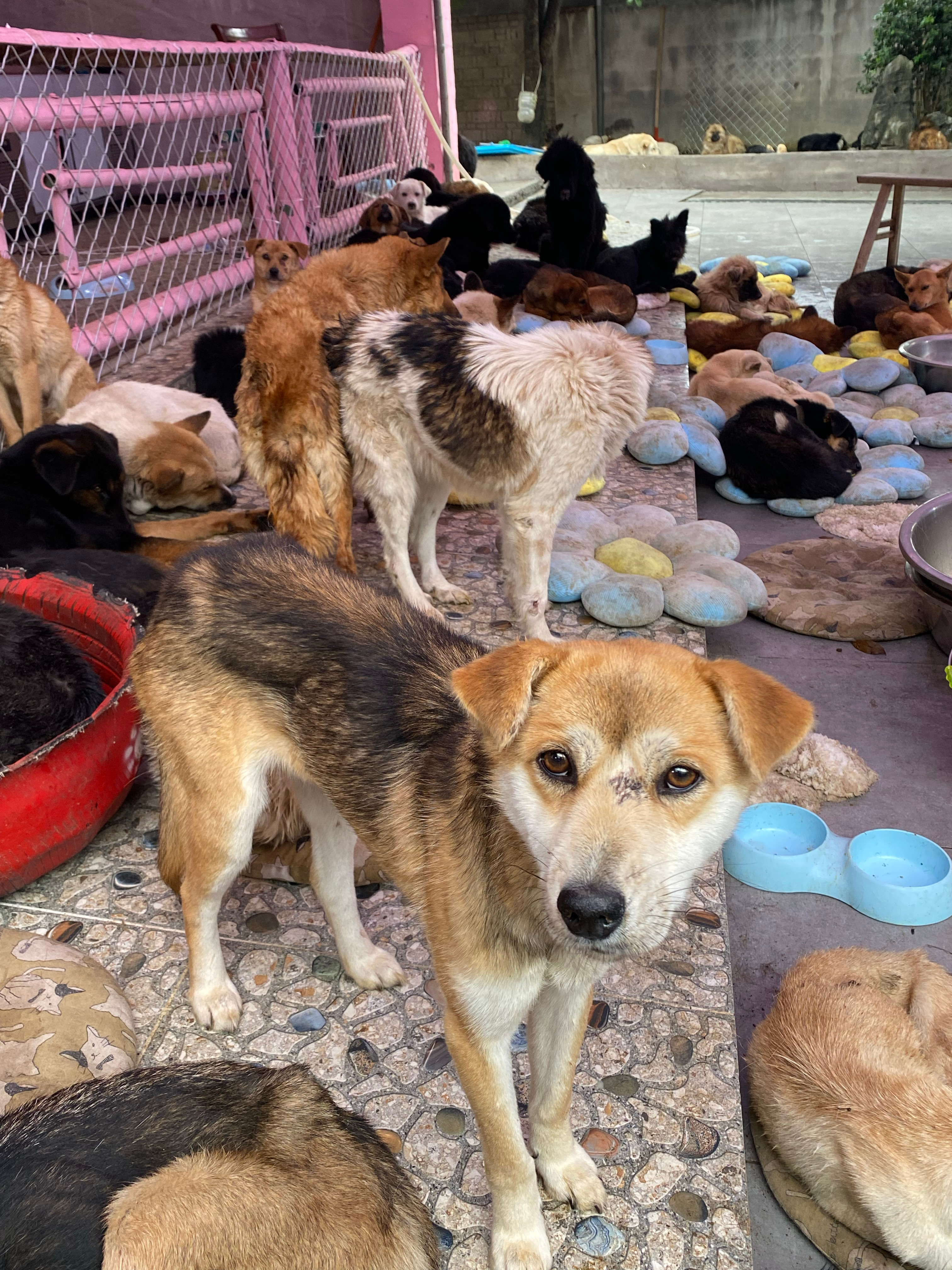 义乌流浪狗救助站，守护无依无靠的小生命之旅