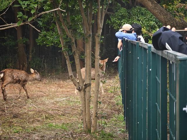 上海交大小鹿疑似一死一伤