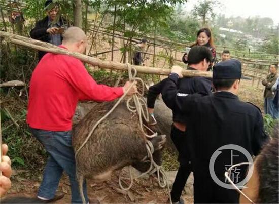 重庆一野猪被多名食客抓住