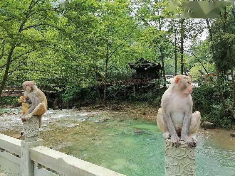 张家界景区回应游客与猴子互殴事件