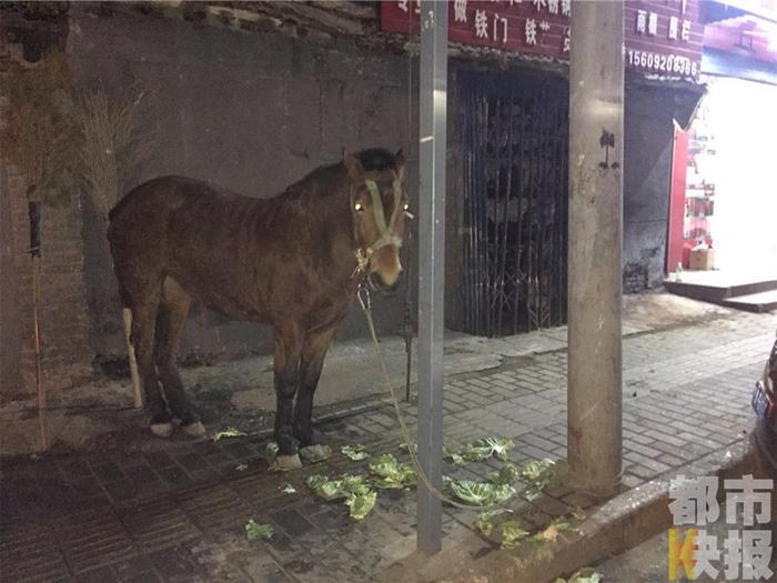 商场小马拴门口供人骑行