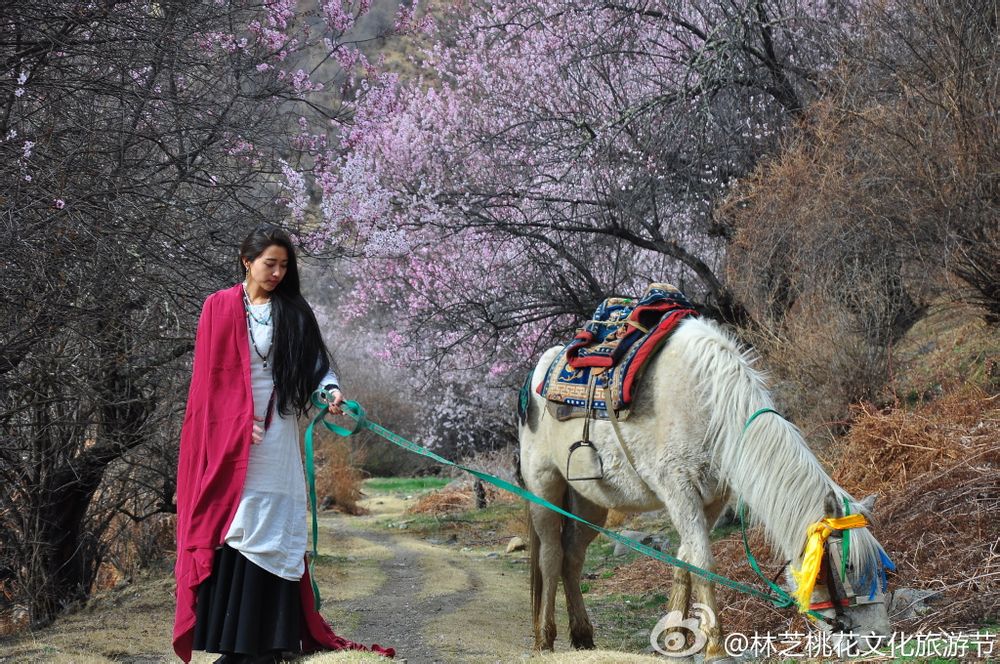 网友在西藏林芝旅游遇姜子牙坐骑