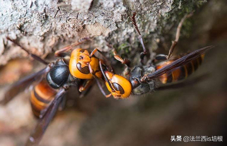 虎头蜂为何容忍鸟类撕裂蜂巢？