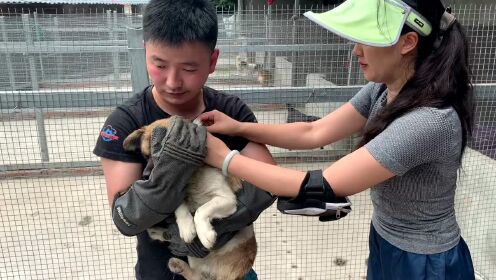 义乌动物救助中心电话，构建守护生命之线的关键纽带与重要性