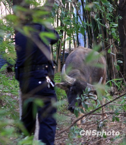 民警开枪击毙乱冲乱撞伤人疯牛