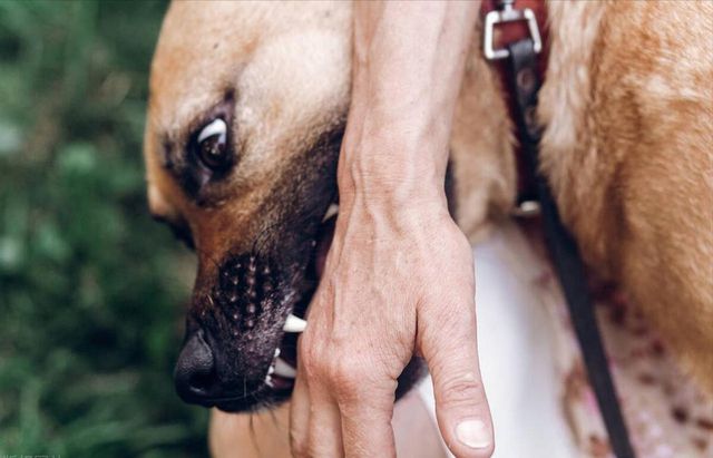 狂犬病再次夺走一条生命，关注与警惕